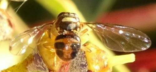 Réf. 355 807 : Bactrocera oleae